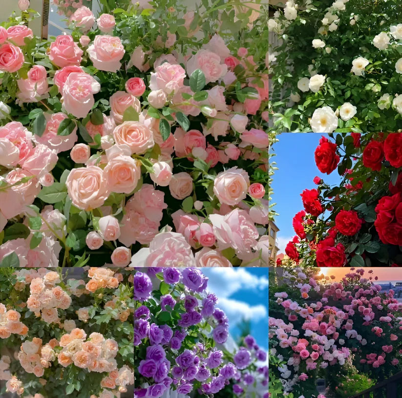 Snapdragon Seeds+🌹Climbing Rose Seeds(Free Pot Mixture 100 gm)