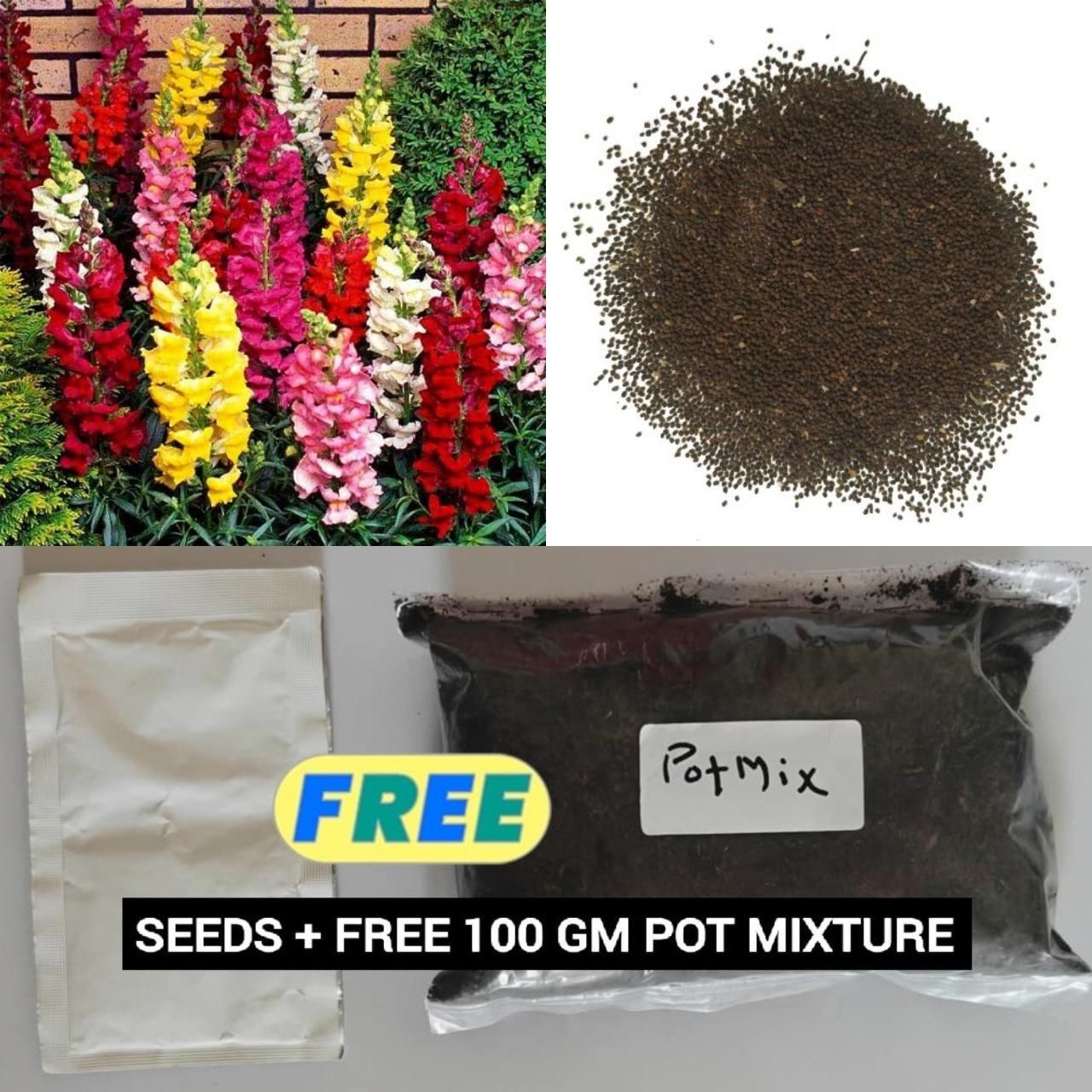 Snapdragon Seeds+🌹Climbing Rose Seeds(Free Pot Mixture 100 gm)