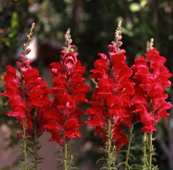 Snapdragon Seeds+🌹Climbing Rose Seeds(Free Pot Mixture 100 gm)
